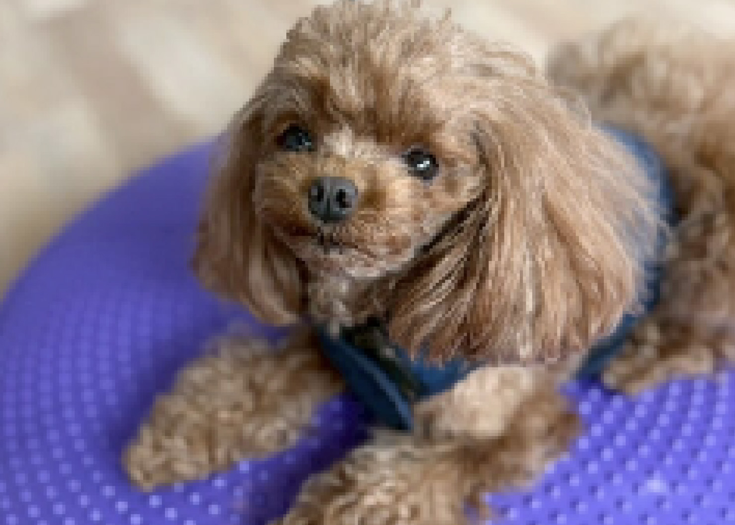 犬のフィットネス